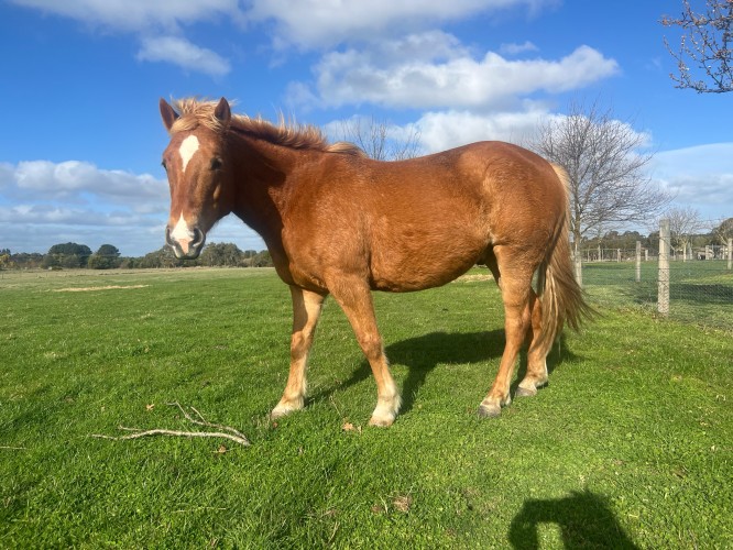 Introducing Goose 9 -year old , 13.3hh, Flaxen Chestnut mixed breed pony.